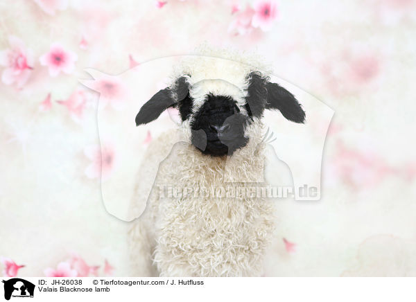 Walliser Schwarznasenschaf Lamm / Valais Blacknose lamb / JH-26038