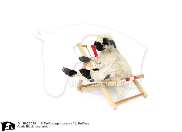 Walliser Schwarznasenschaf Lamm / Valais Blacknose lamb / JH-26039