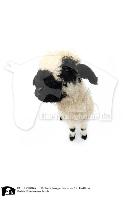 Walliser Schwarznasenschaf Lamm / Valais Blacknose lamb / JH-26042