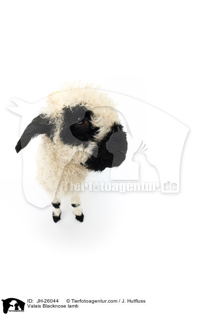 Walliser Schwarznasenschaf Lamm / Valais Blacknose lamb / JH-26044