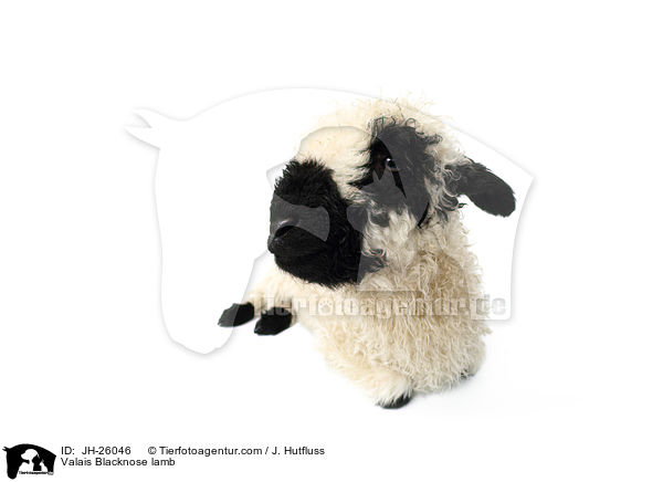 Walliser Schwarznasenschaf Lamm / Valais Blacknose lamb / JH-26046
