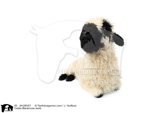 Walliser Schwarznasenschaf Lamm / Valais Blacknose lamb / JH-26047