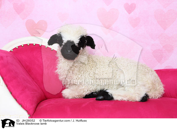 Walliser Schwarznasenschaf Lamm / Valais Blacknose lamb / JH-26052