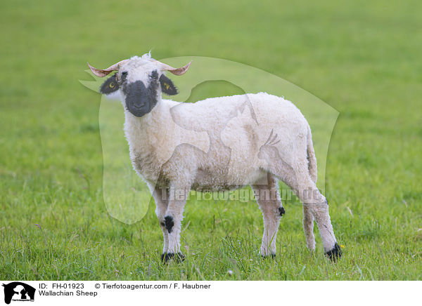 Walliser Schwarznasenschaf / Wallachian Sheep / FH-01923