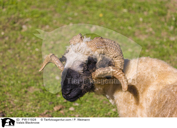 Walliser Schwarznasenschaf / Valais Blacknose / PW-11928