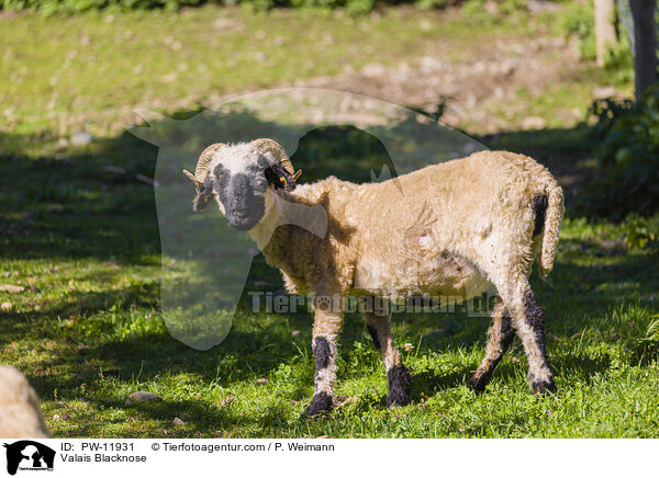 Walliser Schwarznasenschaf / Valais Blacknose / PW-11931