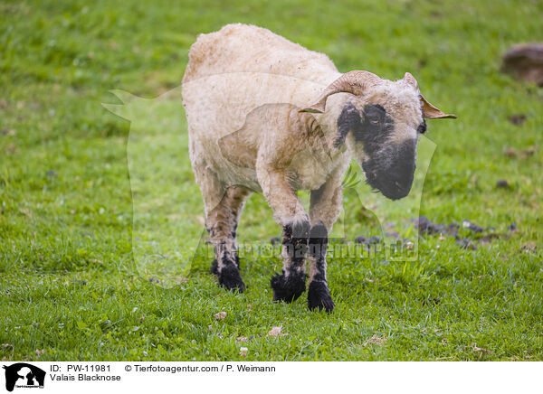 Walliser Schwarznasenschaf / Valais Blacknose / PW-11981