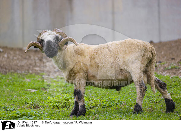 Walliser Schwarznasenschaf / Valais Blacknose / PW-11987