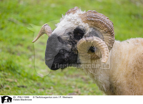 Walliser Schwarznasenschaf / Valais Blacknose / PW-11989