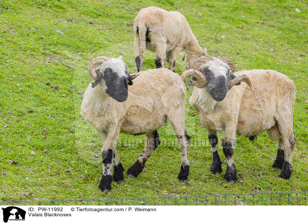 Walliser Schwarznasenschafe / Valais Blacknoses / PW-11992