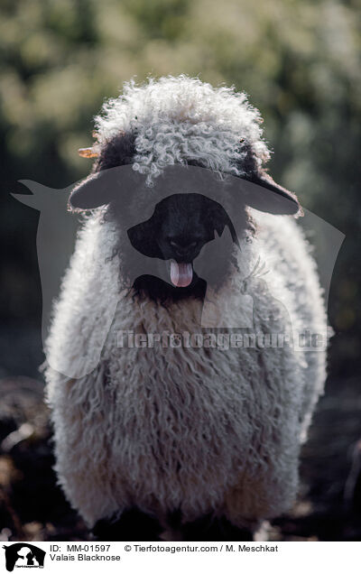 Walliser Schwarznasenschaf / Valais Blacknose / MM-01597