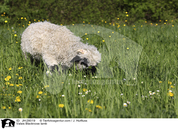 Valais Blacknose lamb / JH-28019