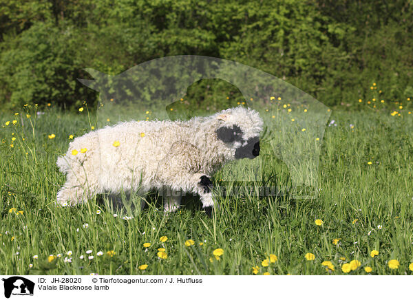 Walliser Schwarznasenschaf Lamm / Valais Blacknose lamb / JH-28020