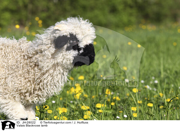 Walliser Schwarznasenschaf Lamm / Valais Blacknose lamb / JH-28022