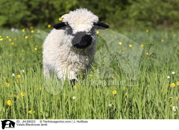 Valais Blacknose lamb / JH-28023