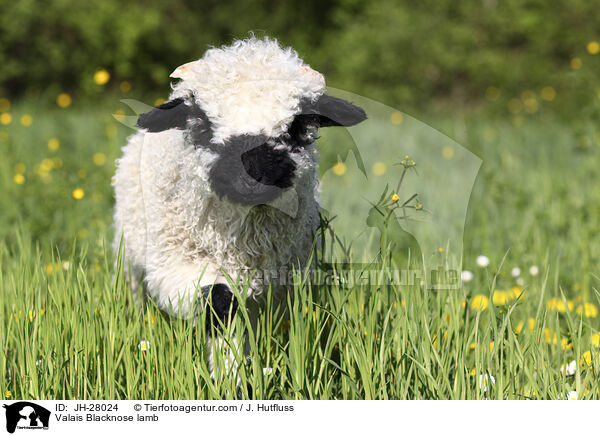 Walliser Schwarznasenschaf Lamm / Valais Blacknose lamb / JH-28024