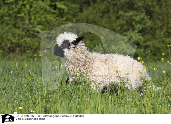 Walliser Schwarznasenschaf Lamm / Valais Blacknose lamb / JH-28025