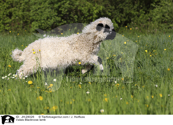Walliser Schwarznasenschaf Lamm / Valais Blacknose lamb / JH-28026