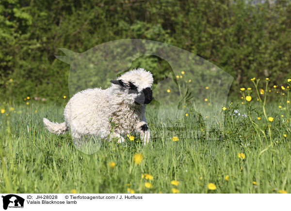 Walliser Schwarznasenschaf Lamm / Valais Blacknose lamb / JH-28028