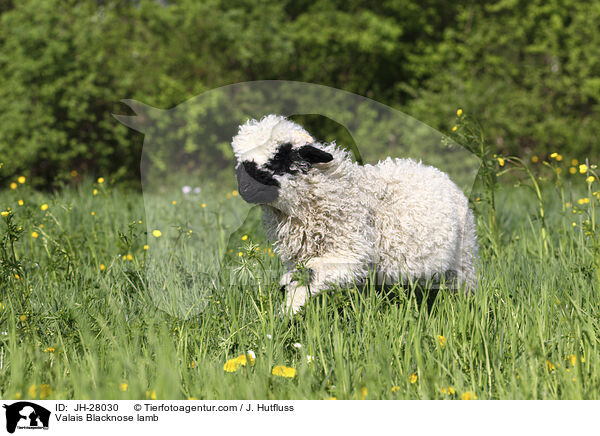 Walliser Schwarznasenschaf Lamm / Valais Blacknose lamb / JH-28030
