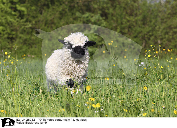 Walliser Schwarznasenschaf Lamm / Valais Blacknose lamb / JH-28032