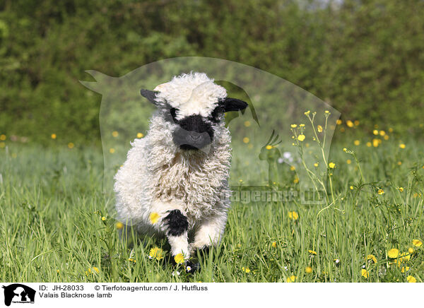 Walliser Schwarznasenschaf Lamm / Valais Blacknose lamb / JH-28033