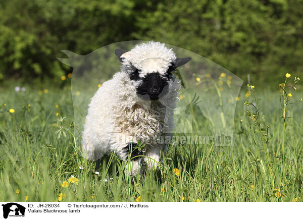 Walliser Schwarznasenschaf Lamm / Valais Blacknose lamb / JH-28034
