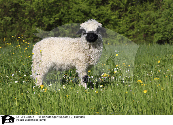 Walliser Schwarznasenschaf Lamm / Valais Blacknose lamb / JH-28035