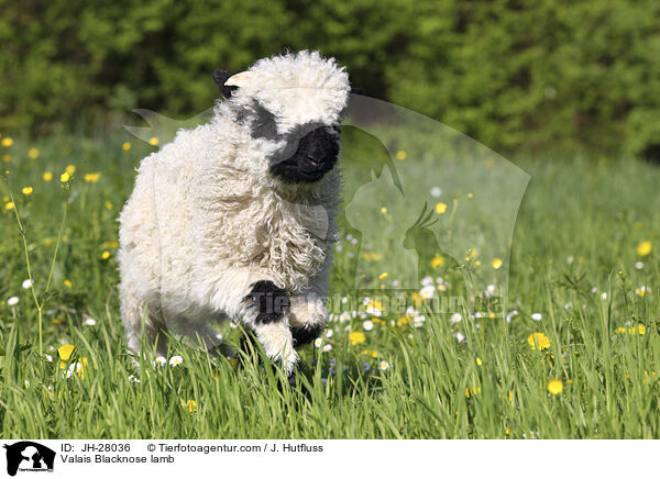 Walliser Schwarznasenschaf Lamm / Valais Blacknose lamb / JH-28036
