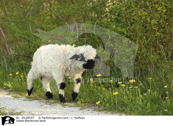 Walliser Schwarznasenschaf Lamm / Valais Blacknose lamb / JH-28037
