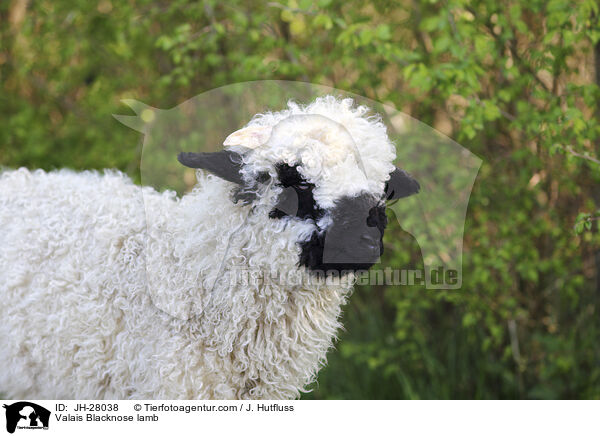 Walliser Schwarznasenschaf Lamm / Valais Blacknose lamb / JH-28038