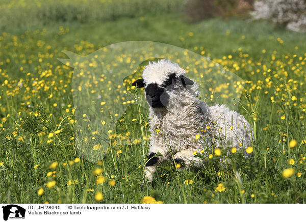 Walliser Schwarznasenschaf Lamm / Valais Blacknose lamb / JH-28040