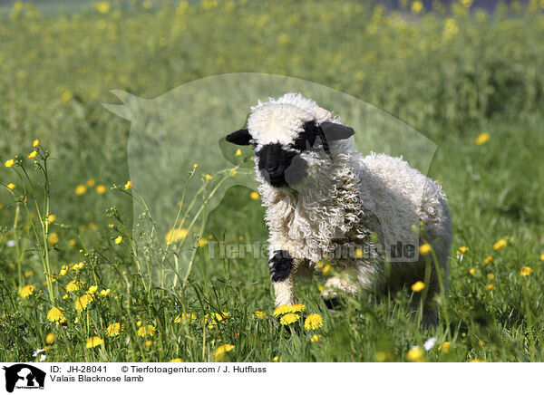 Walliser Schwarznasenschaf Lamm / Valais Blacknose lamb / JH-28041