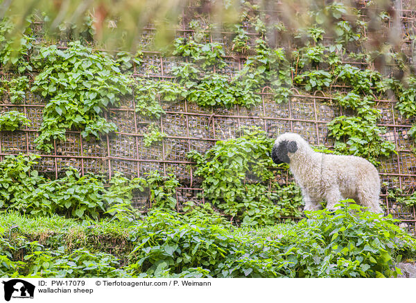 Walliser Schwarznasenschaf / wallachian sheep / PW-17079