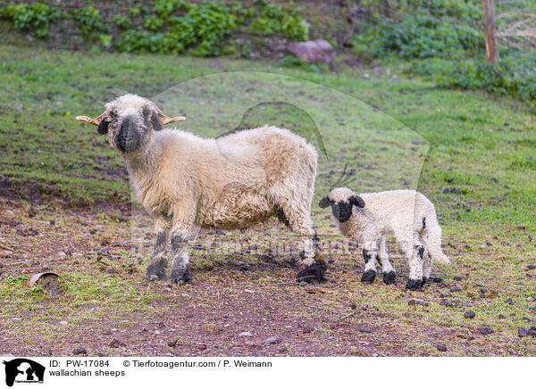 wallachian sheeps / PW-17084