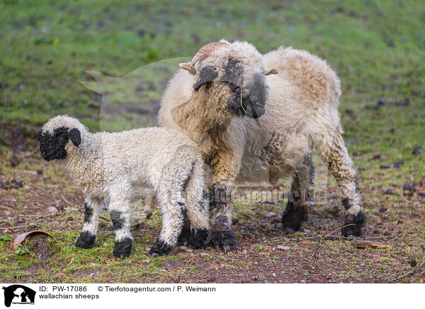 Walliser Schwarznasenschafe / wallachian sheeps / PW-17086