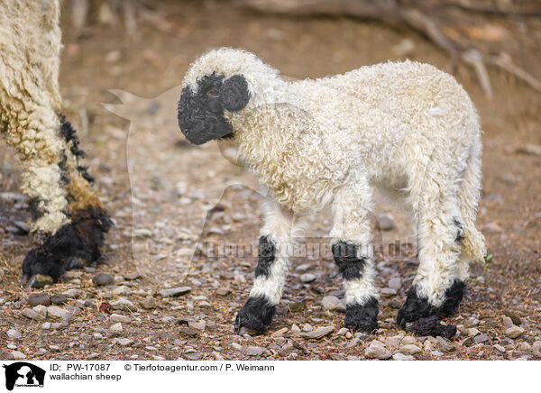 wallachian sheep / PW-17087