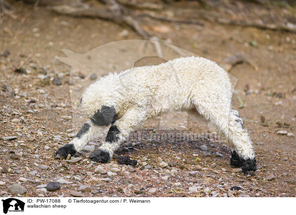 wallachian sheep / PW-17088