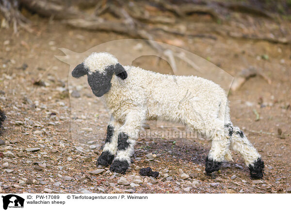 wallachian sheep / PW-17089