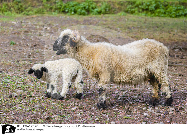 Walliser Schwarznasenschafe / wallachian sheeps / PW-17090