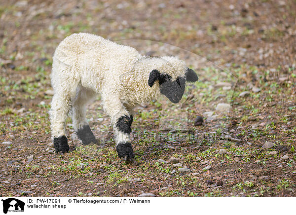 Walliser Schwarznasenschaf / wallachian sheep / PW-17091