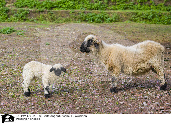 Walliser Schwarznasenschafe / wallachian sheeps / PW-17092