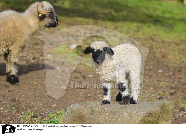 Walliser Schwarznasenschafe / wallachian sheeps / PW-17093