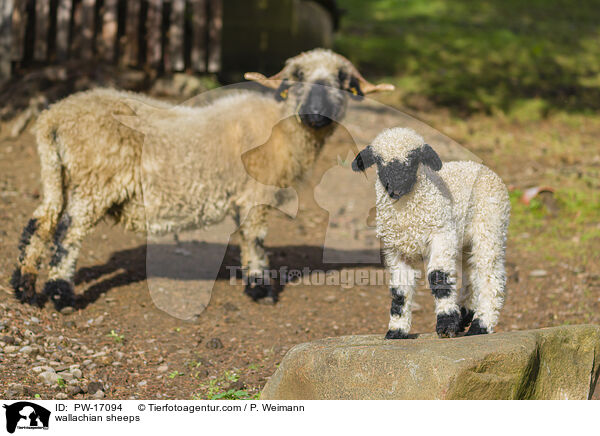 wallachian sheeps / PW-17094
