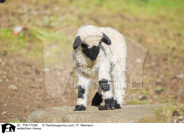 Walliser Schwarznasenschaf / wallachian sheep / PW-17096