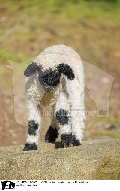 wallachian sheep / PW-17097