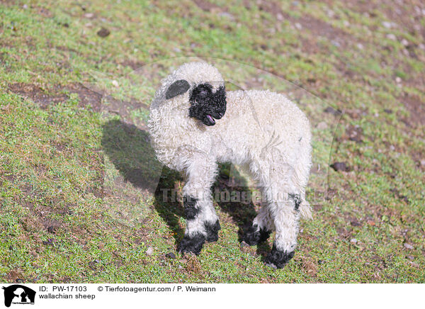 wallachian sheep / PW-17103