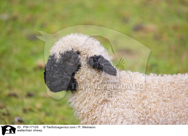 wallachian sheep / PW-17105