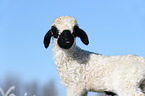Valais Blacknose lamb