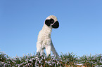 Valais Blacknose lamb